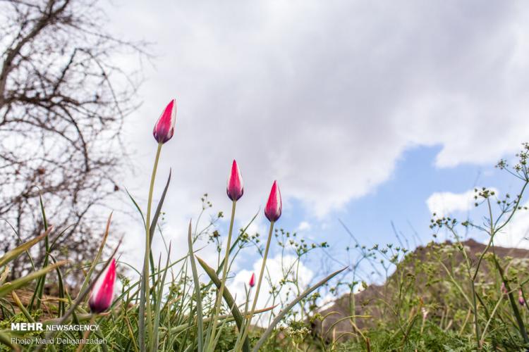 تصاویر لاله های وحشی روستای شرب العین یزد,عکس های لاله های وحشی,تصاویر روستای شرب العین یزد