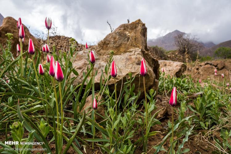 تصاویر لاله های وحشی روستای شرب العین یزد,عکس های لاله های وحشی,تصاویر روستای شرب العین یزد