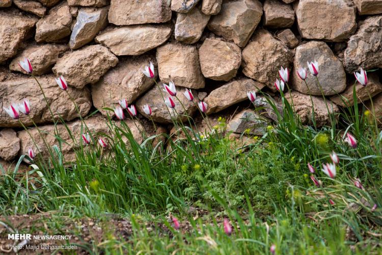 تصاویر لاله های وحشی روستای شرب العین یزد,عکس های لاله های وحشی,تصاویر روستای شرب العین یزد