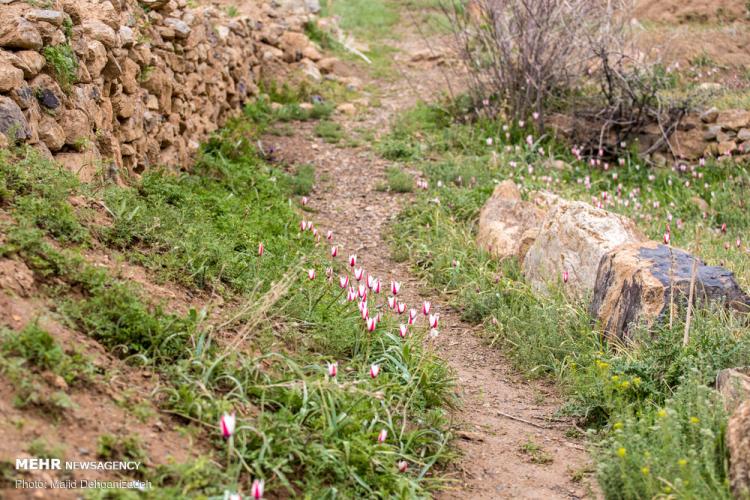 تصاویر لاله های وحشی روستای شرب العین یزد,عکس های لاله های وحشی,تصاویر روستای شرب العین یزد