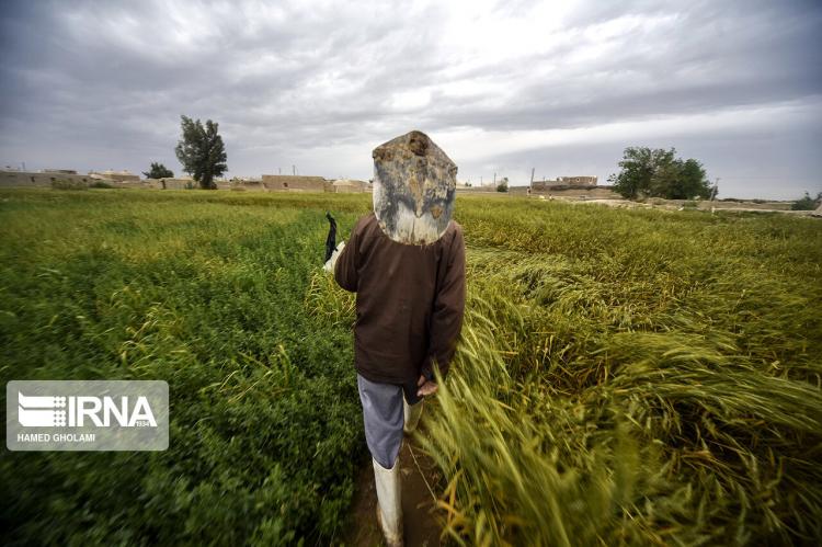 تصاویر فصل بهار در سیستان و بلوچستان,عکس های فصل بهار در سیستان و بلوچستان,تصاویر فصل بهار