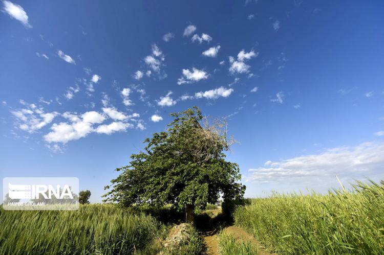 تصاویر فصل بهار در سیستان و بلوچستان,عکس های فصل بهار در سیستان و بلوچستان,تصاویر فصل بهار