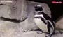 فیلم/ لانه‌سازی پنگوئن‌ها در آکواریوم شیکاگو