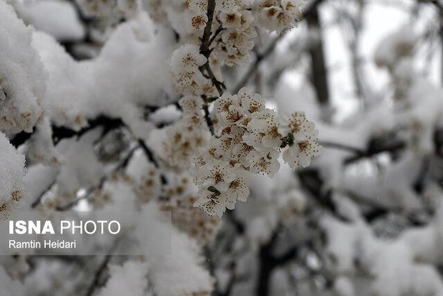 تصاویر زمستان در بهار,عکس های بارش برف در بهار,تصاویر هوای برفی ایران در بهار