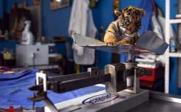 تصاویر حیوانات باغ وحش در روز‌های کرونایی,عکس حیوانات در باغ وحش,تصاویر باغ وحش های جهان در روزهای کرونایی