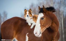 تصاویر دوستی‌های زیبا و عجیب بین حیوانات,عکس های حیوانات,تصاویر دوستی بین حیوانات