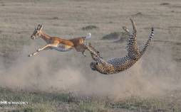 برندگان مسابقه‌ عکاسی بیگ پیکچر ۲۰۲۰,مسابقه‌ عکاسی بیگ پیکچر ۲۰۲۰,عکس های مسابقه‌ عکاسی بیگ پیکچر ۲۰۲۰