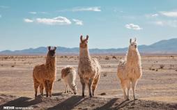 عکس های شتر,تصاویری از شتر لاما,عکس های شتر لاما