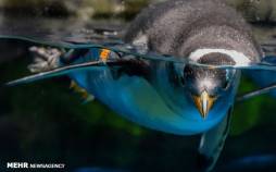 تصاویر زندگی پنگوئن‌ها در پارک اوشن هنگ کنگ,عکس های زندگی پنگوئن‌ها در پارک هنگ کنگ,تصاویری از زندگی پنگوئن‌ها در پارک اوشن