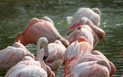 تصاویر فلامینگوها،تصاویر فلامینگوها در بمبئی