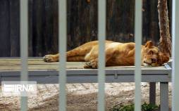 تصاویر باغ وحش صفه اصفهان,عکس های باغ وحش صفه اصفهان,تصاویر باغ وحش در اصفهان