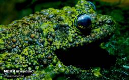 تصاویر قورباغه های ویتنامی,عکس های قورباغه های ویتنامی,تصاویری از قورباغه ها در ویتنام