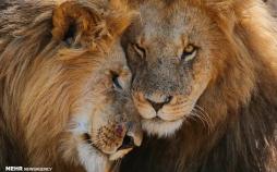 تصاویر منتخب حیات وحش هفته,عکس های منتخب حیات وحش هفته,تصاویر انواع حیوانات