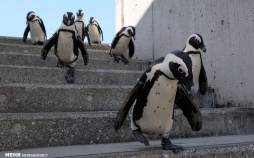 تصاویر منتخب حیات وحش هفته,عکس حیوانات,تصاویری از حیات وحش