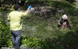 تصاویر باغ وحش مادرید در روزهای قرنطینه,عکس های باع وحش مادرید,تصاویری از باغ وحش اسپانیا