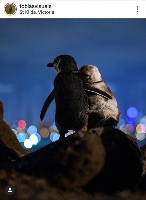 عکس دو پنگوئن,اخبار جالب,خبرهای جالب,خواندنی ها و دیدنی ها