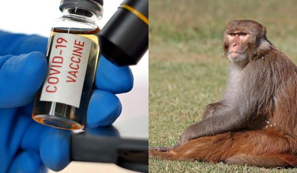 تست واکسن کرونای چین بر روی میمون,اخبار پزشکی,خبرهای پزشکی,تازه های پزشکی