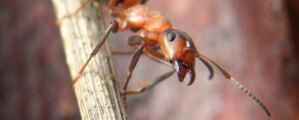 مورچه چوب,اخبار علمی,خبرهای علمی,طبیعت و محیط زیست
