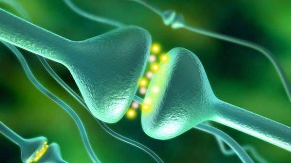 از بین رفتن سیناپس‌های مغز در مراحل اولیه آلزایمر,اخبار پزشکی,خبرهای پزشکی,تازه های پزشکی