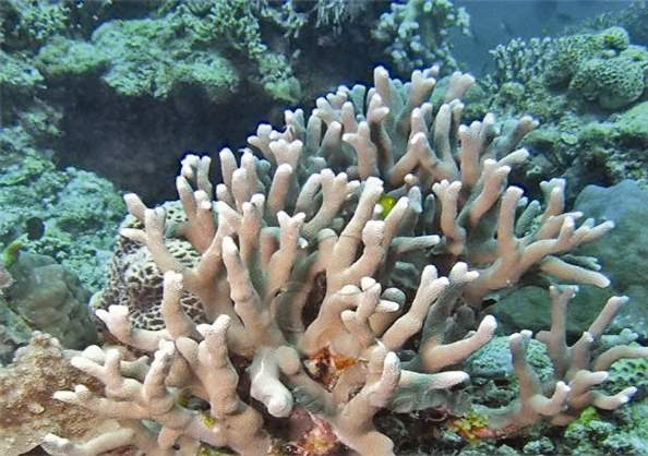 مرجان دریایی مقاوم در برابر گرما,اخبار علمی,خبرهای علمی,طبیعت و محیط زیست
