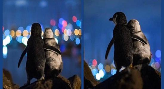 عشق پنگوئن‌ها,اخبار جالب,خبرهای جالب,خواندنی ها و دیدنی ها