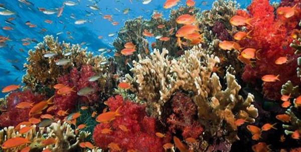 صخره های مرجانی,اخبار علمی,خبرهای علمی,طبیعت و محیط زیست