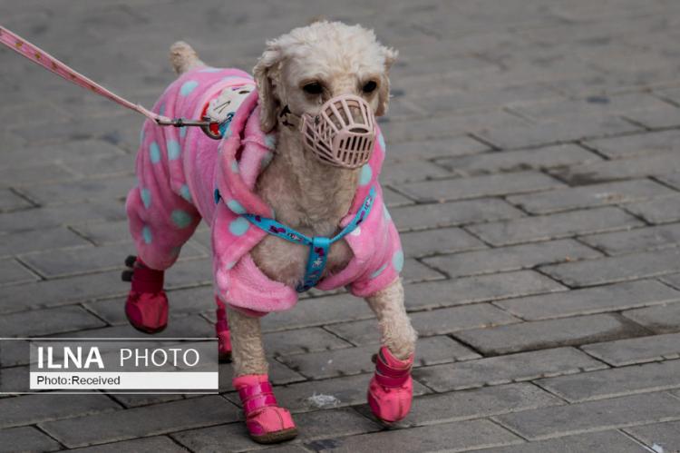 تصاویر ماسک زدن حیوانات خانگی,عکس ماسک بر روی صورت حیوانات,تصاویر ماسک زدن حیوانات برای مقابله با کرونا