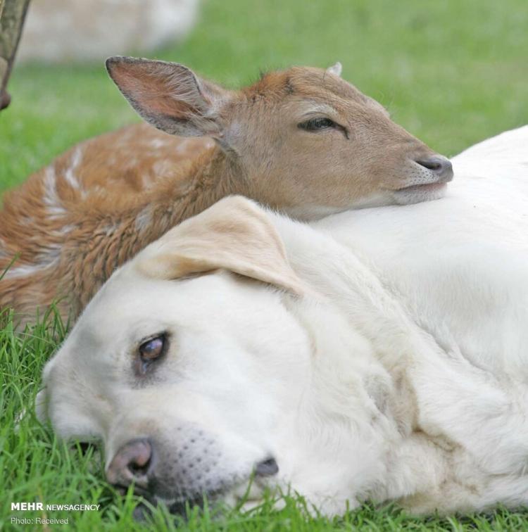 تصاویر دوستی‌های زیبا و عجیب بین حیوانات,عکس های حیوانات,تصاویر دوستی بین حیوانات