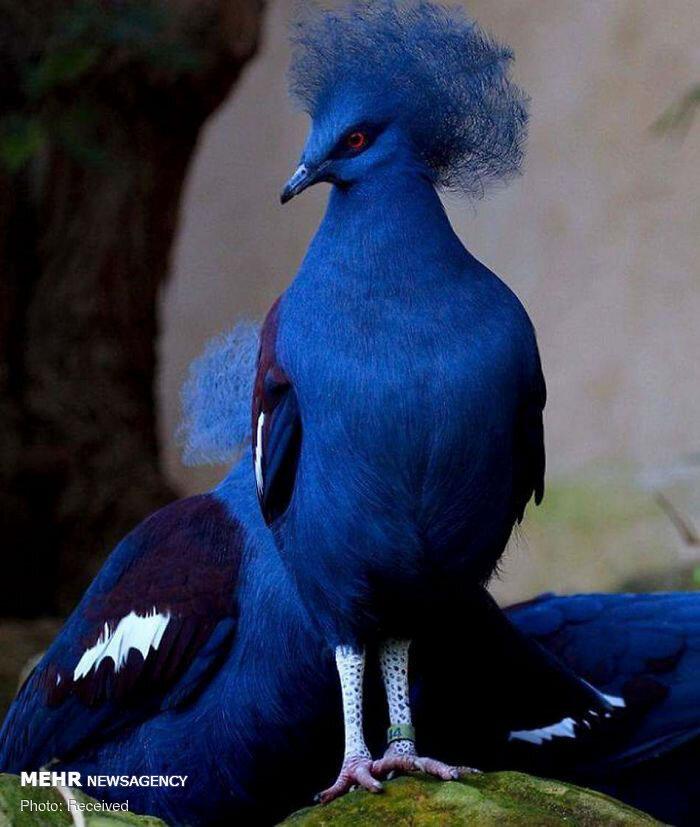 تصاویر زیباترین پرندگان از گوشه و کنار دنیا,عکس پرنده,عکس پرندگان زیبا
