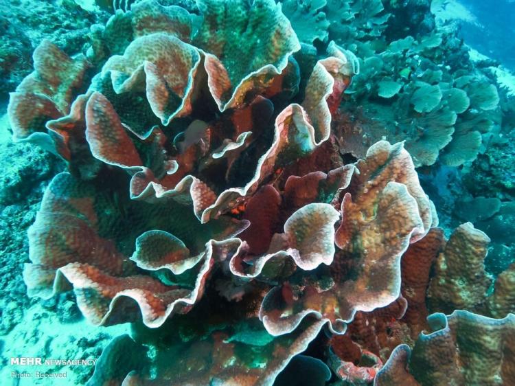 تصاویر صخره‌های شگفت انگیز مرجانی جهان,عکس های صخره های مرجانی,تصاویری جذاب از صخره ها در اقیانوس