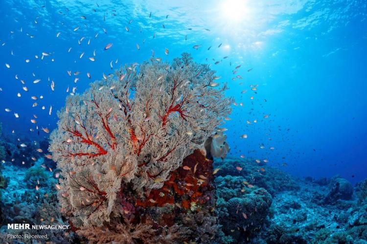 تصاویر صخره‌های شگفت انگیز مرجانی جهان,عکس های صخره های مرجانی,تصاویری جذاب از صخره ها در اقیانوس