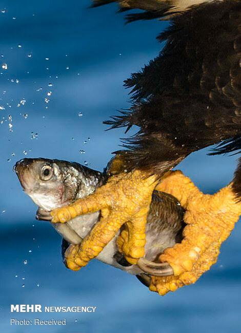 تصاویر لحظه شکار ماهی توسط عقاب سرسفید,عکس های شکار ماهی توسط عقاب,تصاویر شکار عقاب