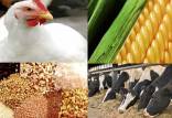 قیمت خوراک دام,اخبار اقتصادی,خبرهای اقتصادی,کشت و دام و صنعت