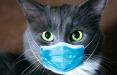 خوردن گوشت گربه سیاه برای مبارزه با کرونا,اخبار پزشکی,خبرهای پزشکی,بهداشت