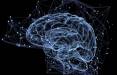 کنترل فعالیت الکتریکی نورون‌های مغز با نوعی ژن,اخبار پزشکی,خبرهای پزشکی,تازه های پزشکی