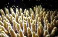 مرجان دریایی مقاوم در برابر گرما,اخبار علمی,خبرهای علمی,طبیعت و محیط زیست