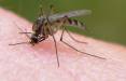 ردیابی حرکت پشه‌ها,اخبار علمی,خبرهای علمی,طبیعت و محیط زیست