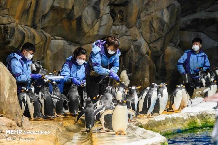 تصاویر زندگی پنگوئن‌ها در پارک اوشن هنگ کنگ,عکس های زندگی پنگوئن‌ها در پارک هنگ کنگ,تصاویری از زندگی پنگوئن‌ها در پارک اوشن