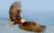 تصاویر لحظه شکار ماهی توسط عقاب سرسفید,عکس های شکار ماهی توسط عقاب,تصاویر شکار عقاب