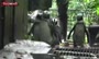 فیلم/ گردش دسته جمعی پنگوئن‌ها در باغ وحش سنگاپور
