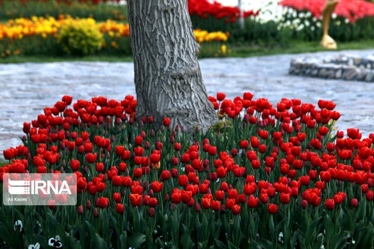 تصاویر جشنواره گل‌های لاله در اراک,عکس های جشنواره گل‌های لاله در اراک,عکس جشنواره گل در اراک