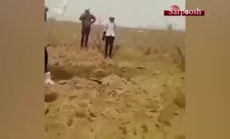 ویدئویی دردناک از رفتار وحشیانه با دو گربه