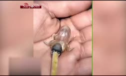 فیلم/ خبرساز شدن موجود عجیب الخلقه ای