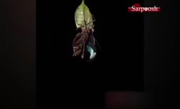 فیلم/ وقتی کرم‌ ها پروانه می‌شوند