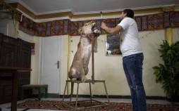 تصاویر آموزش شیر سیرک در خانه,عکس های آموزش شیر سیرک در خانه,تصاویری از یک شیرک سیرک در خانه