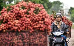 تصاویر برداشت سرخالو در ویتنام,عکس های برداشت لیچی,تصاویر میوه لیچی