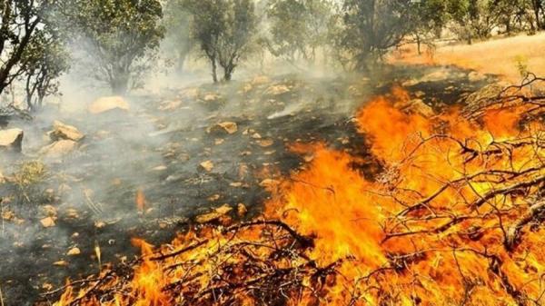 آتش سوزی در جنگلها,اخبار اجتماعی,خبرهای اجتماعی,محیط زیست