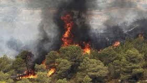 آتش سوزی جنگل های ایران,اخبار اجتماعی,خبرهای اجتماعی,محیط زیست