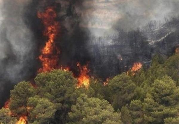 آتش سوزی در جنگل,اخبار علمی,خبرهای علمی,طبیعت و محیط زیست