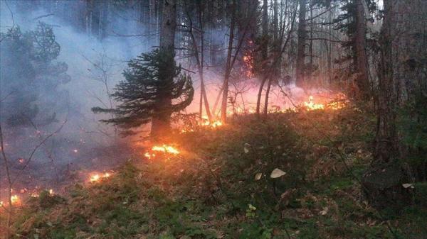 آتش سوزی جنگل ها در شمال,اخبار اجتماعی,خبرهای اجتماعی,محیط زیست